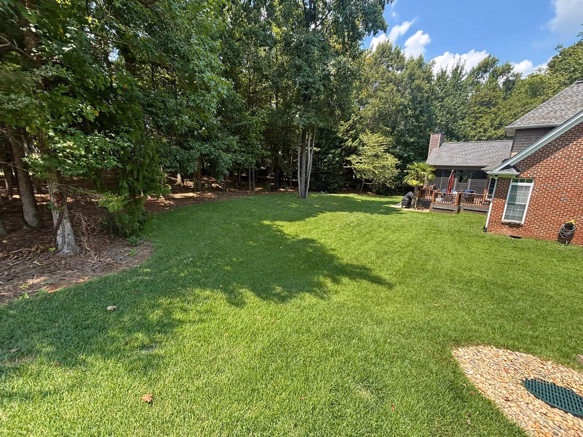 Thick established lawn filling a shaded back yard, the finish an overseeded lawn grows into.