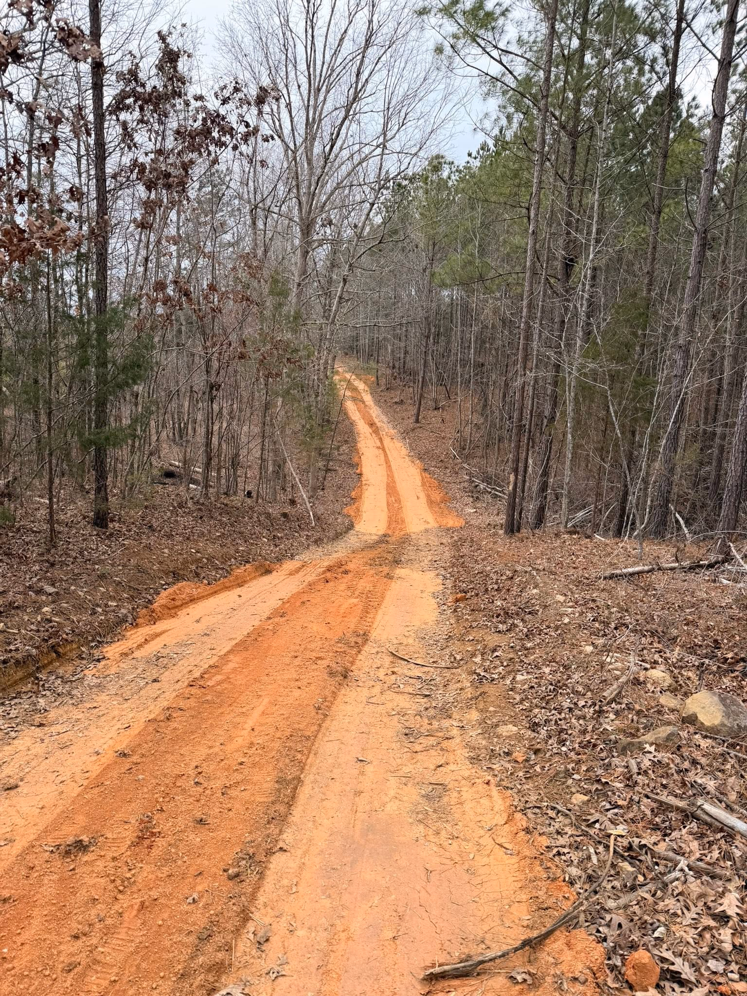Cleared dirt access road running between standing trees on a wooded property.